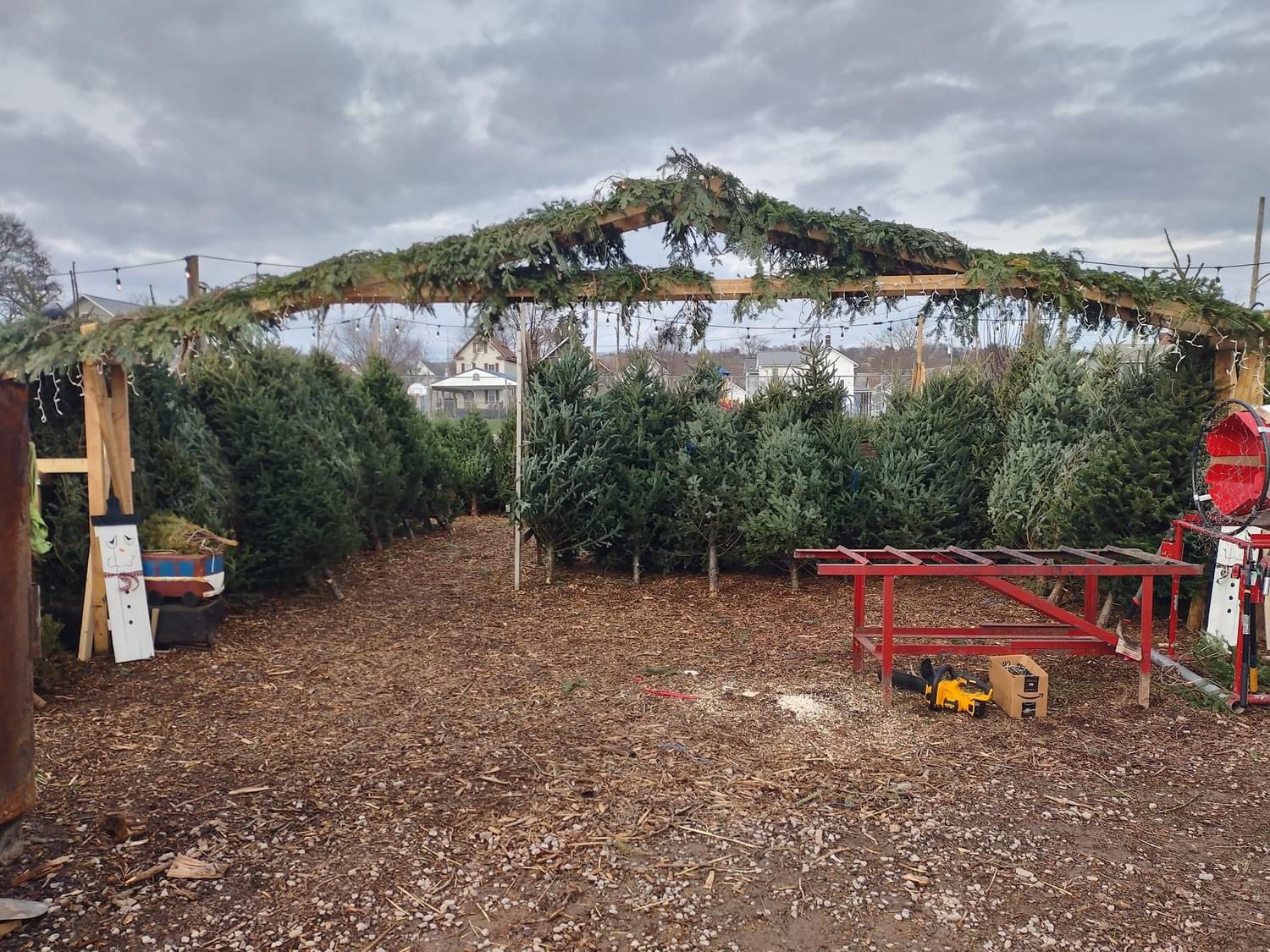 Freshly Cut Christmas Trees