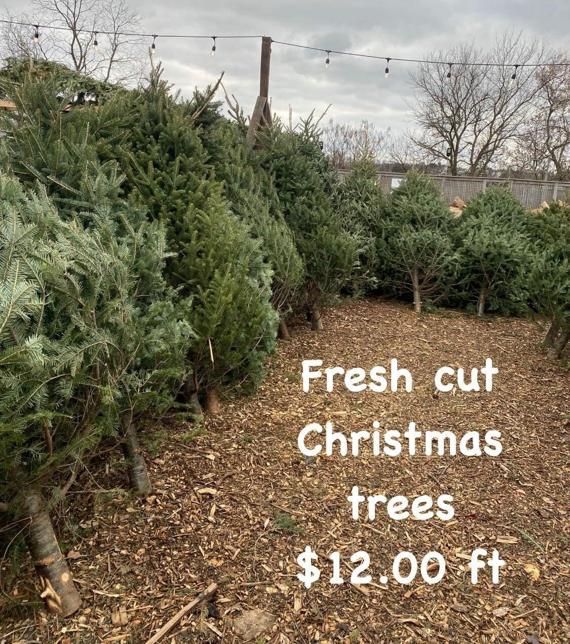Fresh Cut Christmas Tree